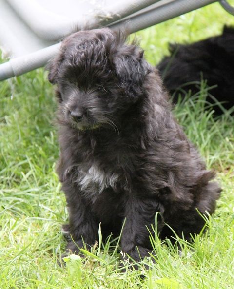 De La Cabénère De L'Estaou - Chiot disponible  - Berger des Pyrenees à poil long