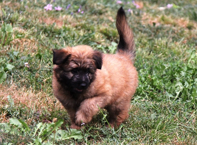 De La Cabénère De L'Estaou - Chiots disponibles - Berger des Pyrenees à poil long