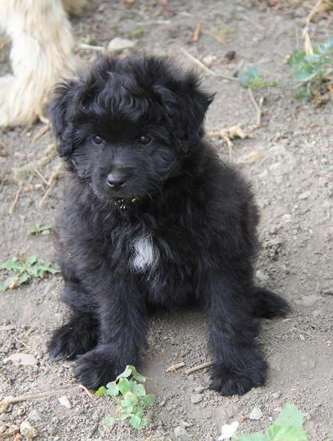 De La Cabénère De L'Estaou - Chiots disponibles - Berger des Pyrenees à poil long